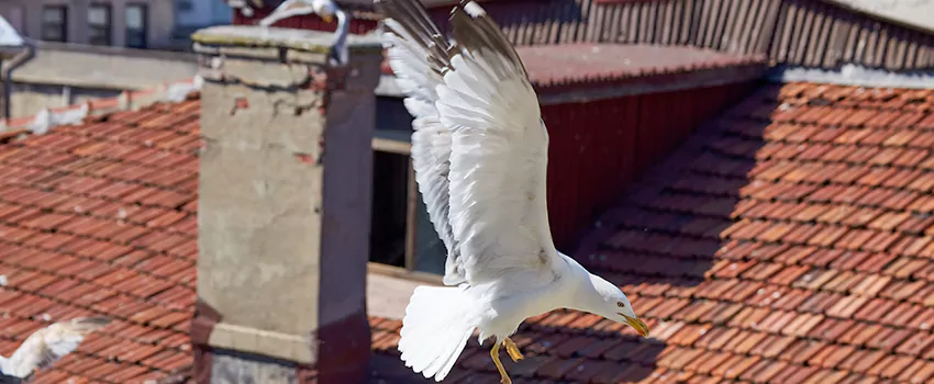 Residential Chimney Animal Removal Solution in Manorville, NY