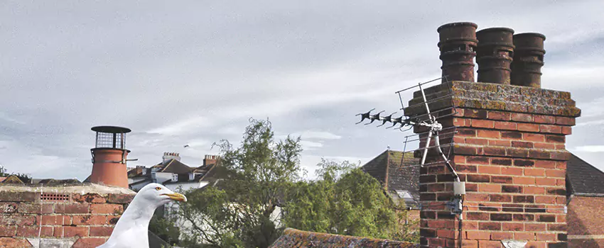 Chimney Cleaning And Restoration in Manorville, New York